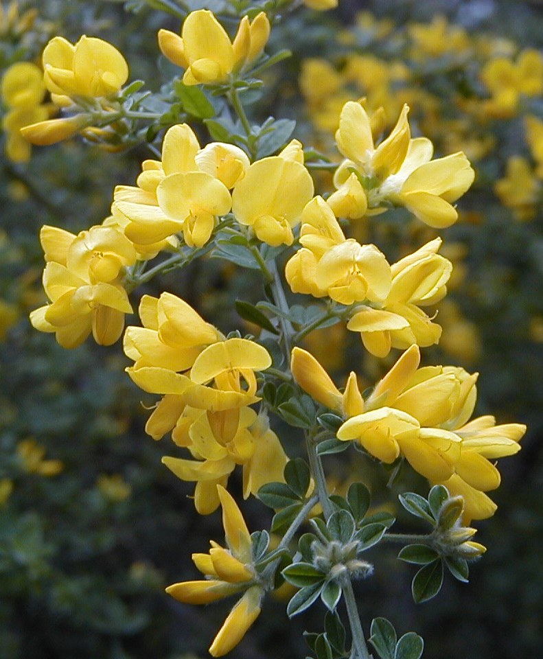 Detalle de flores y hojas trifoliadas del retamón canario