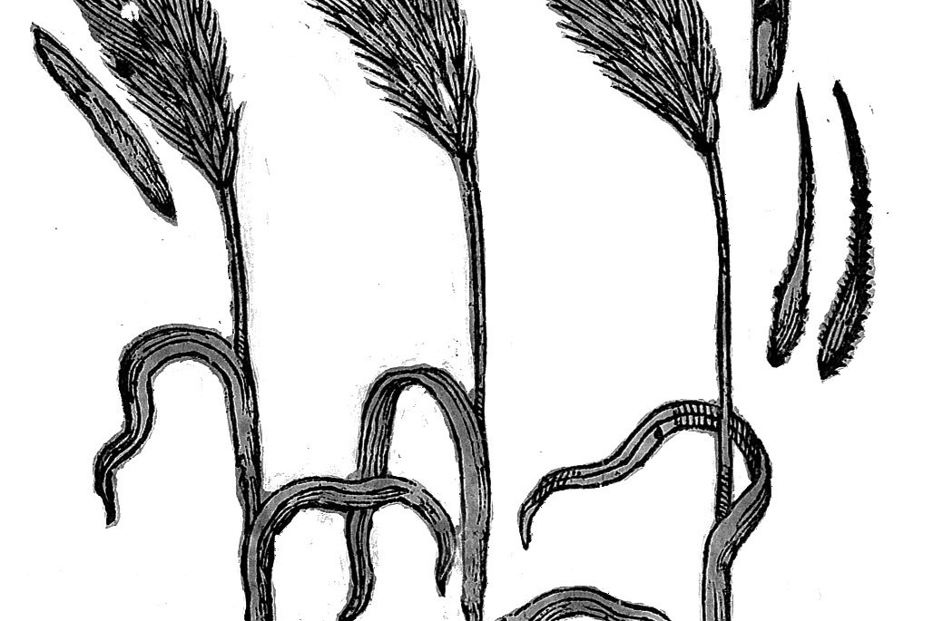 Grabado antiguo en blanco y negro de una planta de centeno infectada por el hongo cornezuelo, precursor químico del LSD