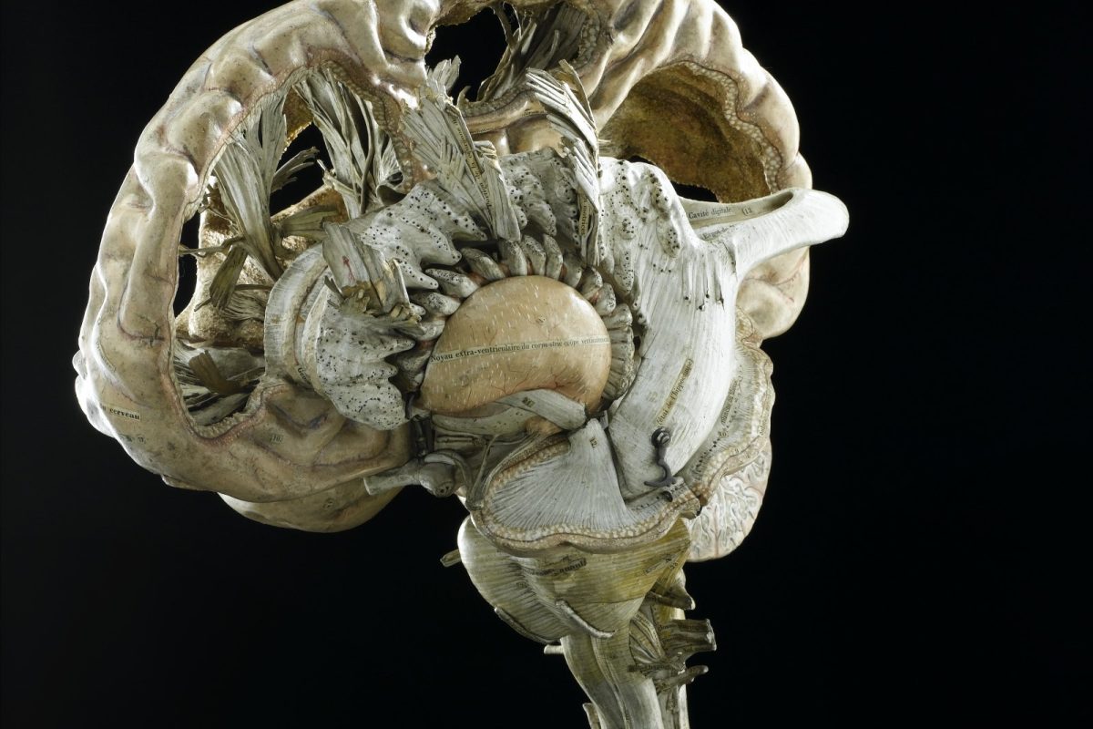 Modelo anatómico antiguo de un cerebro humano seccionado, elaborado en papel maché con etiquetas en francés, sobre fondo negro