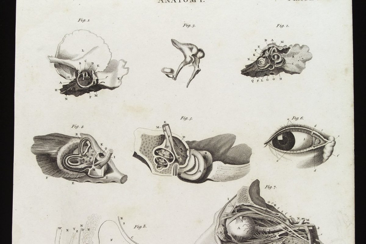Grabado anatómico antiguo con ocho figuras que muestran disecciones del ojo y el oído humanos, incluida una sección transversal del ojo