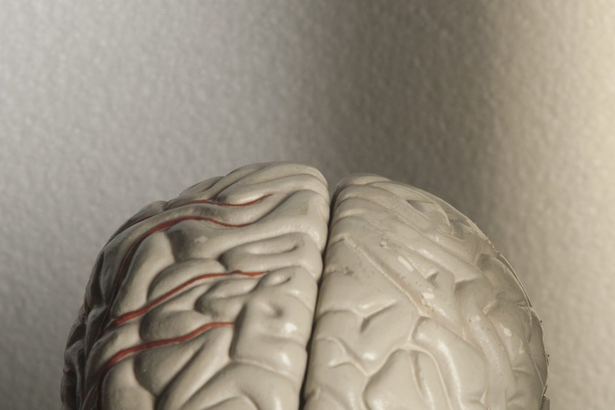 Modelo anatómico de un cerebro humano visto de perfil sobre fondo neutro, mostrando la corteza cerebral