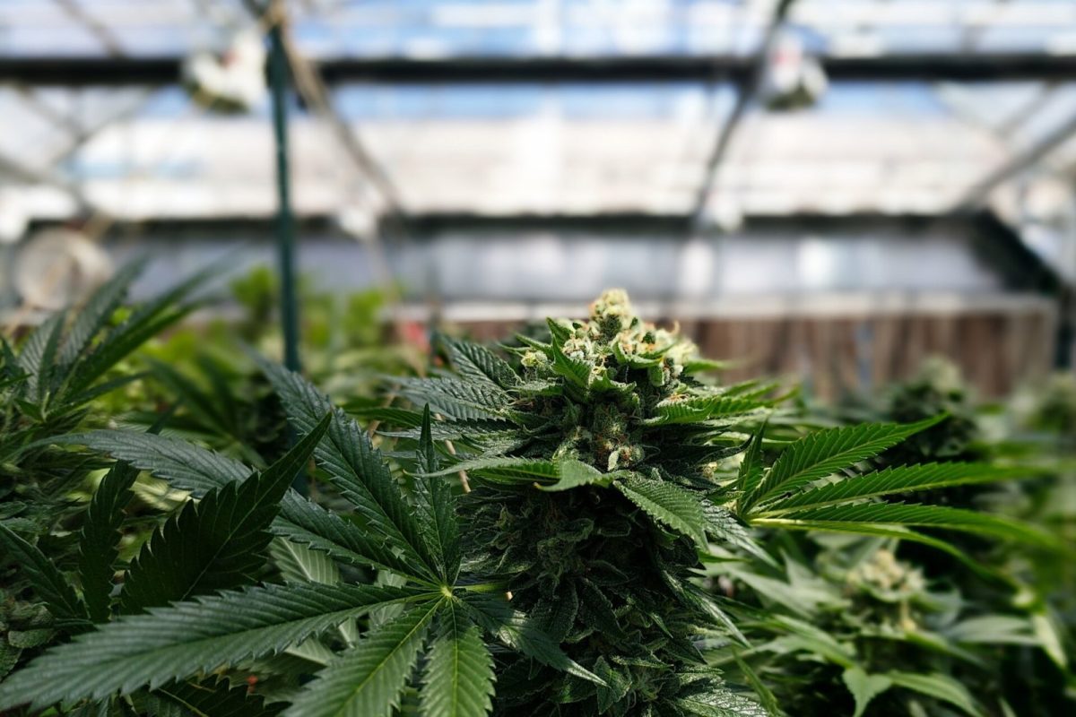 Cogollo de cannabis en floración fotografiado de cerca dentro de un invernadero de cultivo