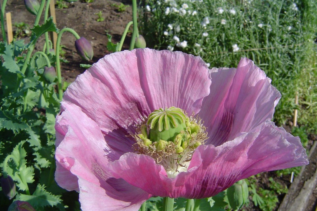 Primer plano de una flor de adormidera de color púrpura con su cápsula central visible