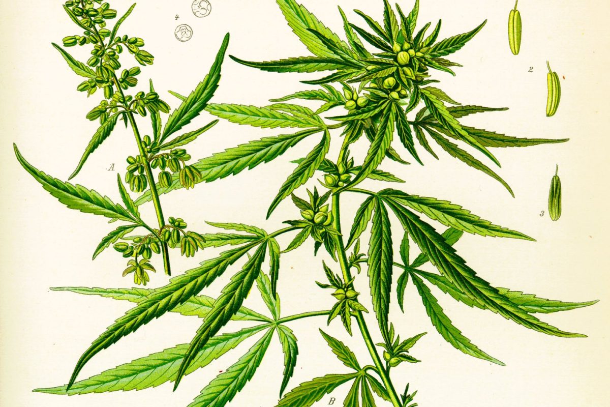 Ilustración botánica antigua de la planta de Cannabis sativa con detalle de flores, hojas y semillas.