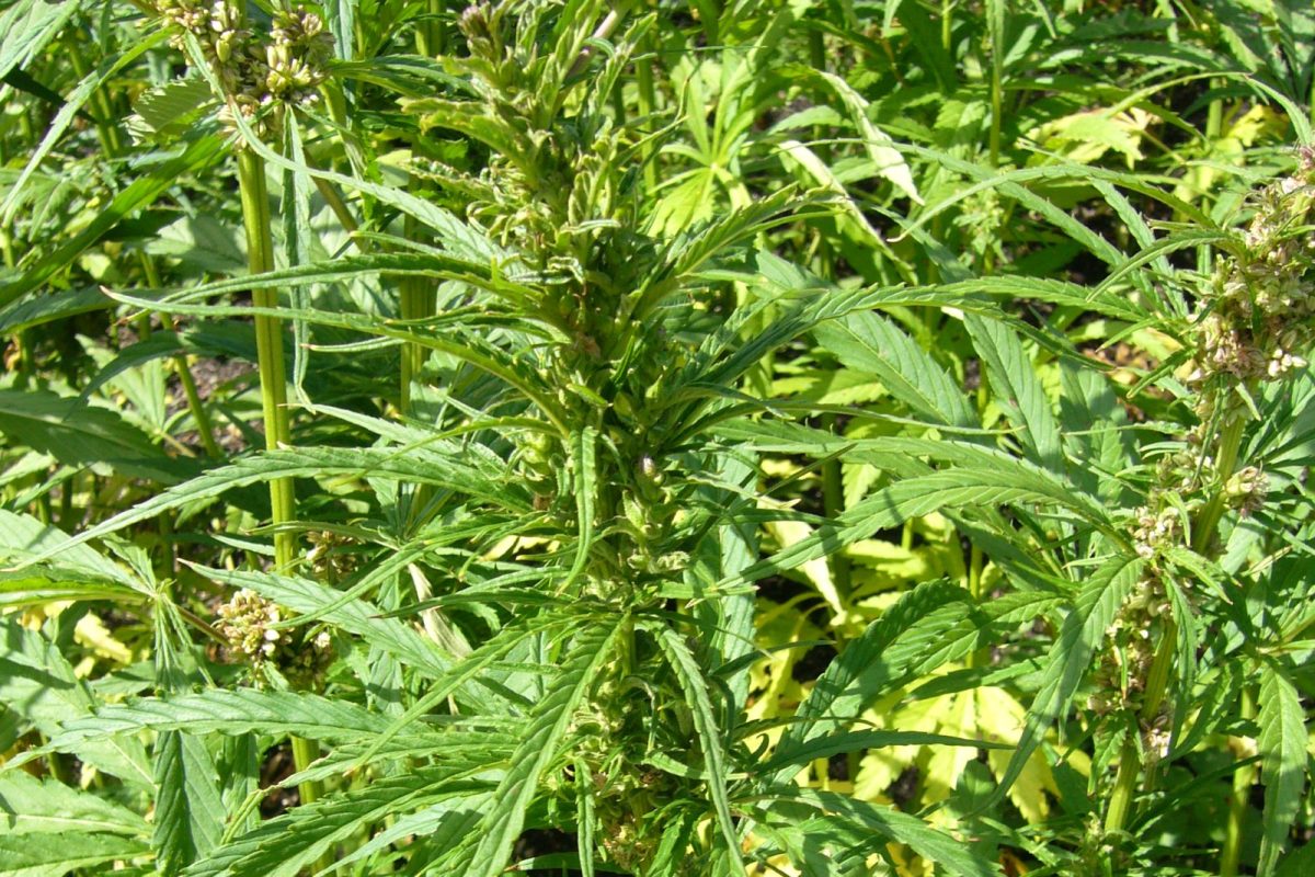 Vista cenital de una planta de cáñamo con sus hojas características en un cultivo al aire libre
