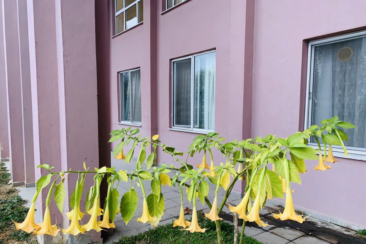 Flores amarillas en forma de trompeta colgante de Brugmansia aurea, planta de la que se extrae la escopolamina