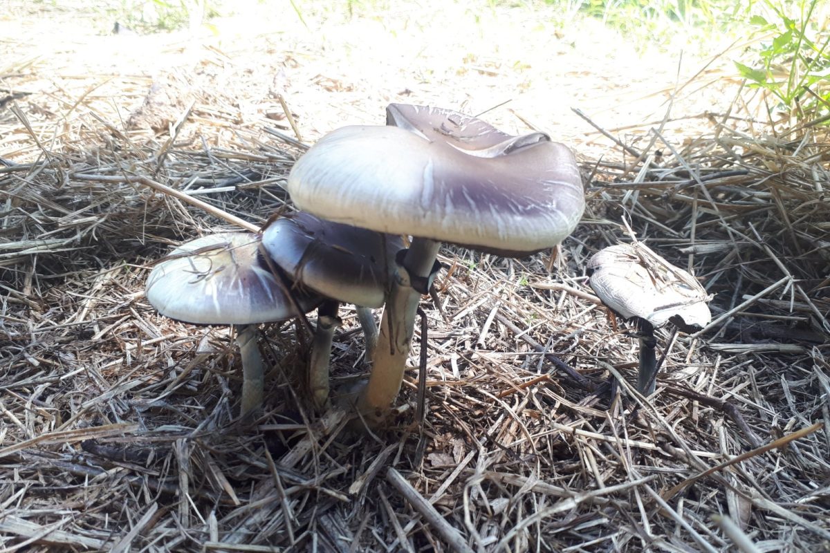 Grupo de setas Psilocybe cubensis creciendo sobre paja en un entorno natural