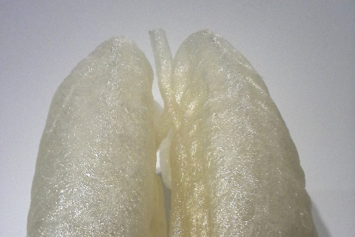 Modelo tridimensional impreso de unos pulmones humanos sobre fondo blanco