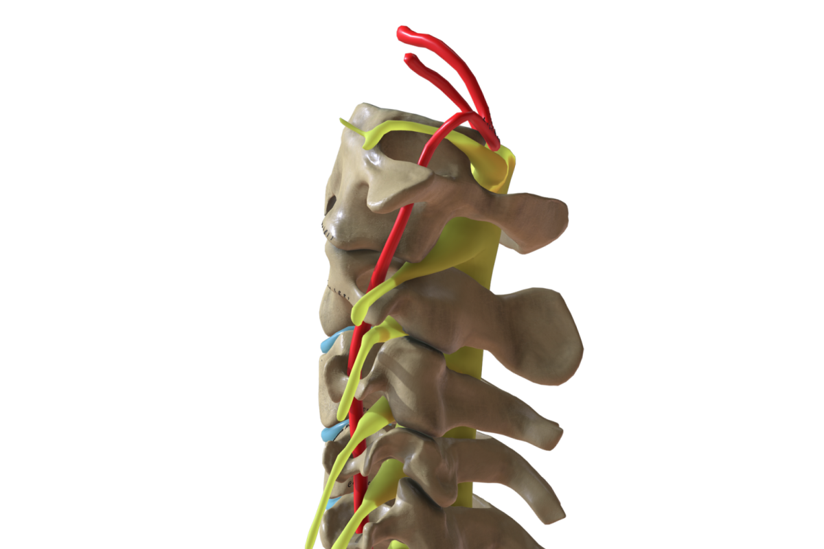 Ilustración científica 3D de vértebras cervicales con nervios y arterias señalados en colores sobre fondo negro