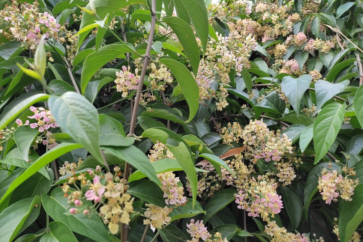 Ramas de Banisteriopsis caapi con hojas verdes y racimos de flores rosadas y blancas
