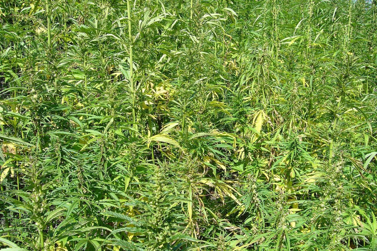 Vista cercana de un campo denso de plantas de cáñamo (Cannabis sativa) verdes en pleno crecimiento
