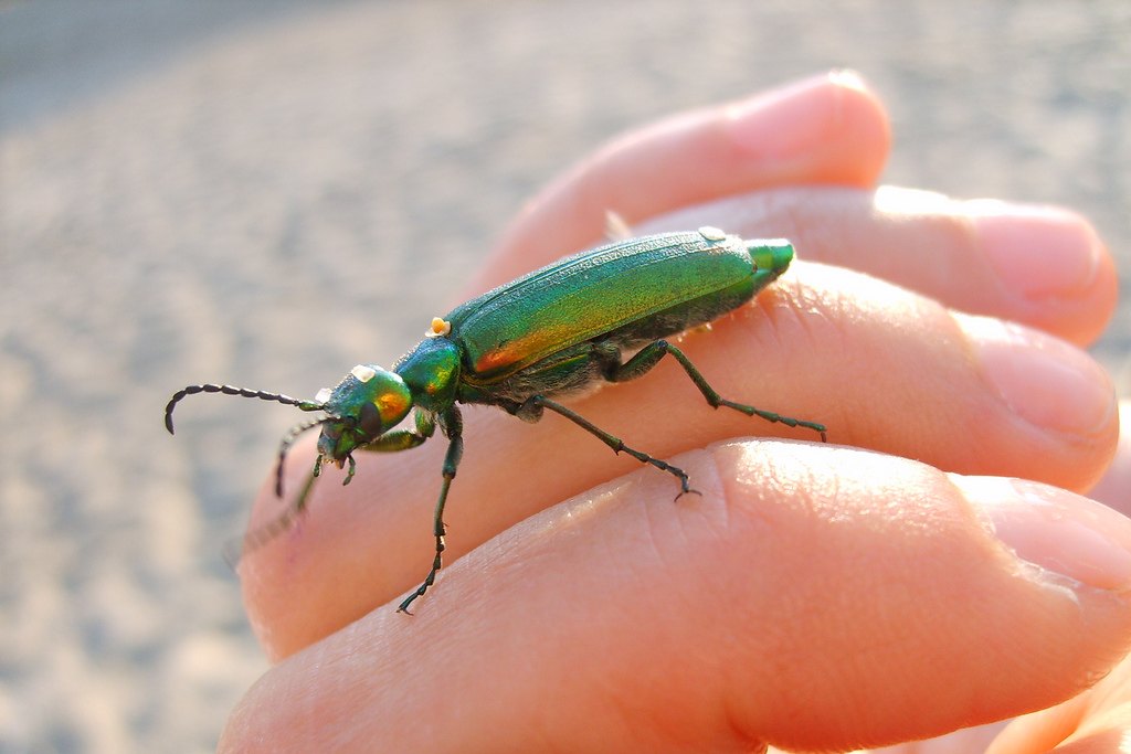 Escarabajo verde metalizado Lytta vesicatoria, la llamada 'Spanish fly', posado sobre una mano humana