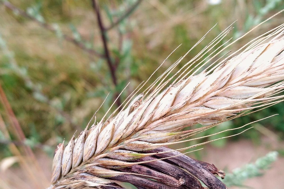Espiga de centeno con esclerocios oscuros de cornezuelo (Claviceps purpurea) entre las espigas