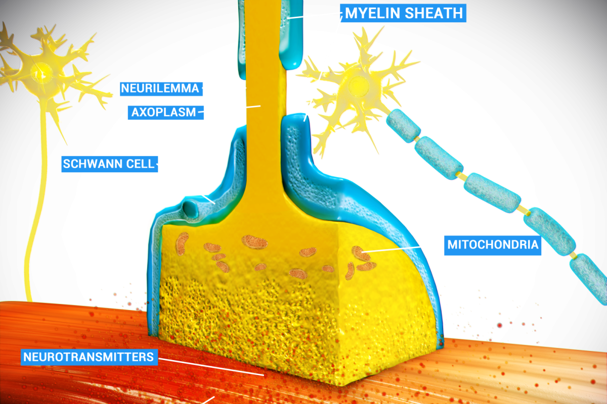 Ilustración 3D de la unión neuromuscular con etiquetas de vaina de mielina, célula de Schwann, neurotransmisores y fibra muscular.