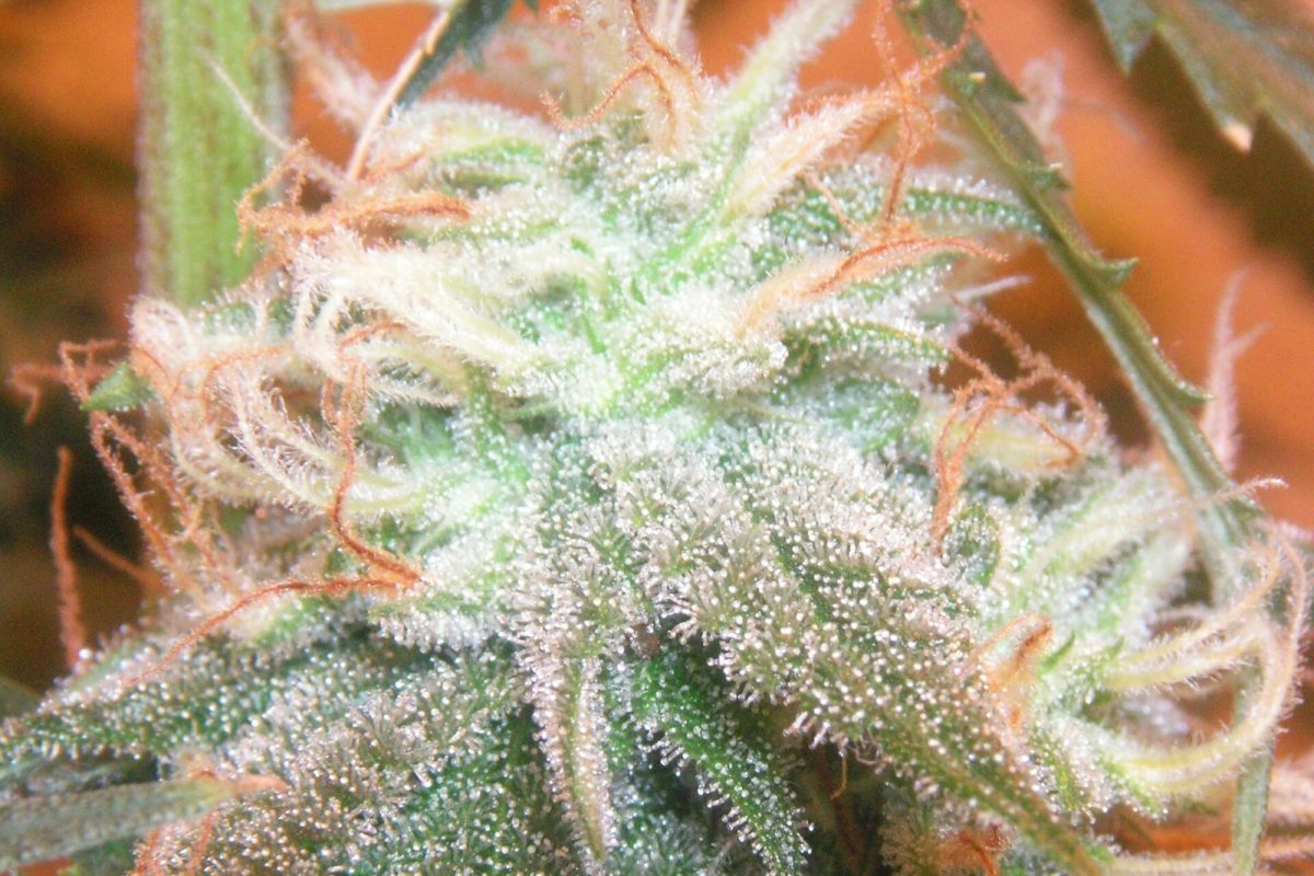 Primer plano macro de los tricomas cristalinos de un cogollo de cannabis maduro