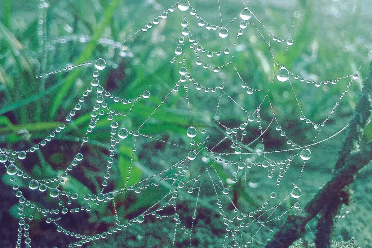 Macrofotografía de una telaraña cubierta de gotas de rocío sobre un fondo verde natural