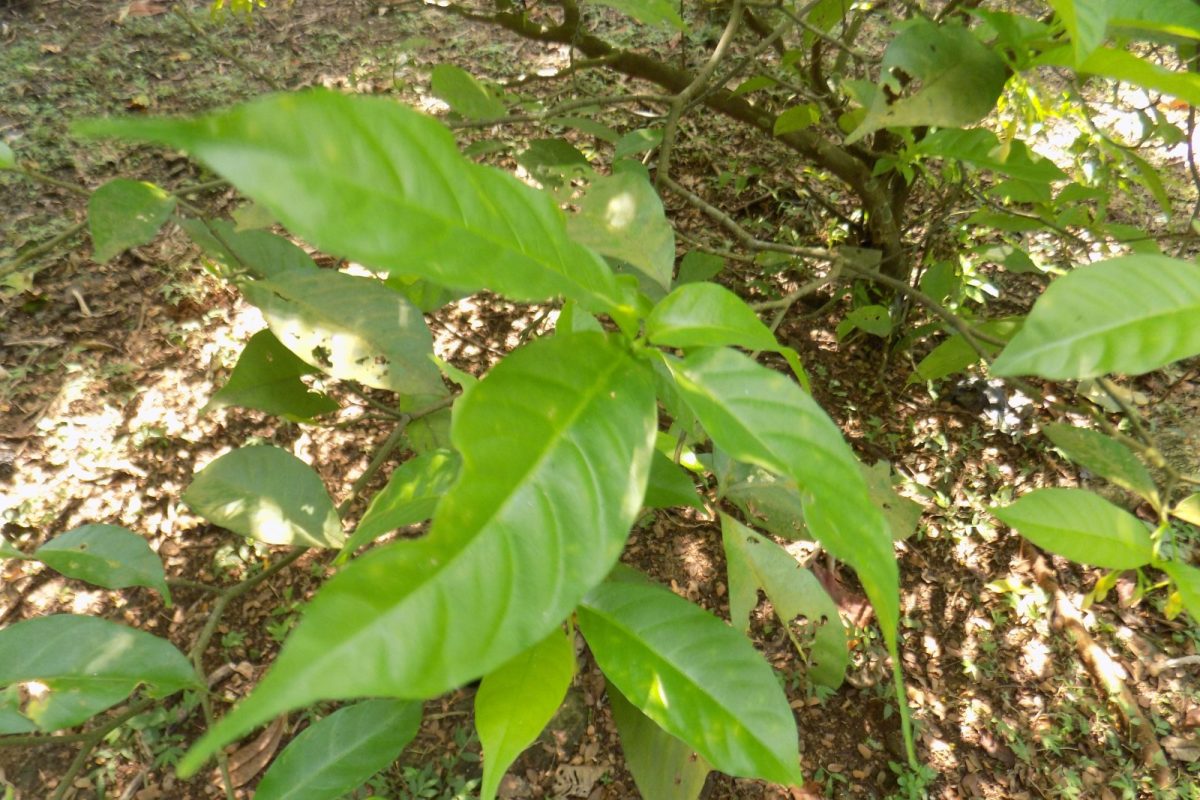 Arbusto joven de Tabernanthe iboga con sus hojas verdes ovaladas creciendo en el suelo de un jardín botánico