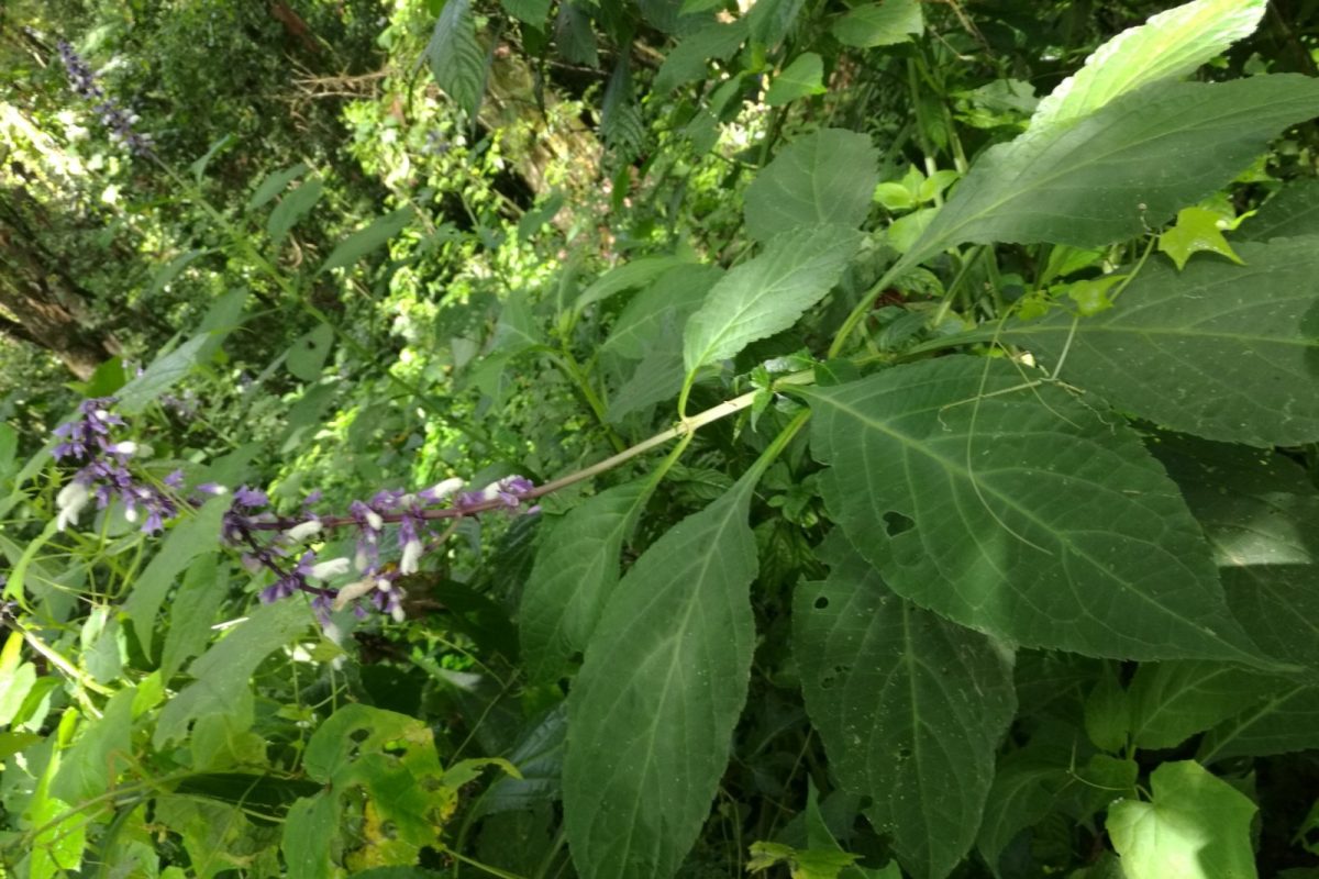 Planta de Salvia divinorum con sus grandes hojas verdes ovaladas y una espiga de flores de color violeta y blanco, en su hábitat natural.