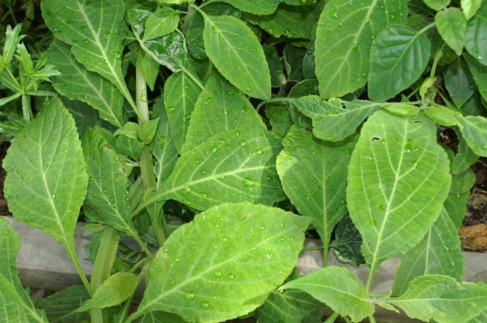 Primer plano de hojas verdes de Salvia divinorum cubiertas de gotas de agua