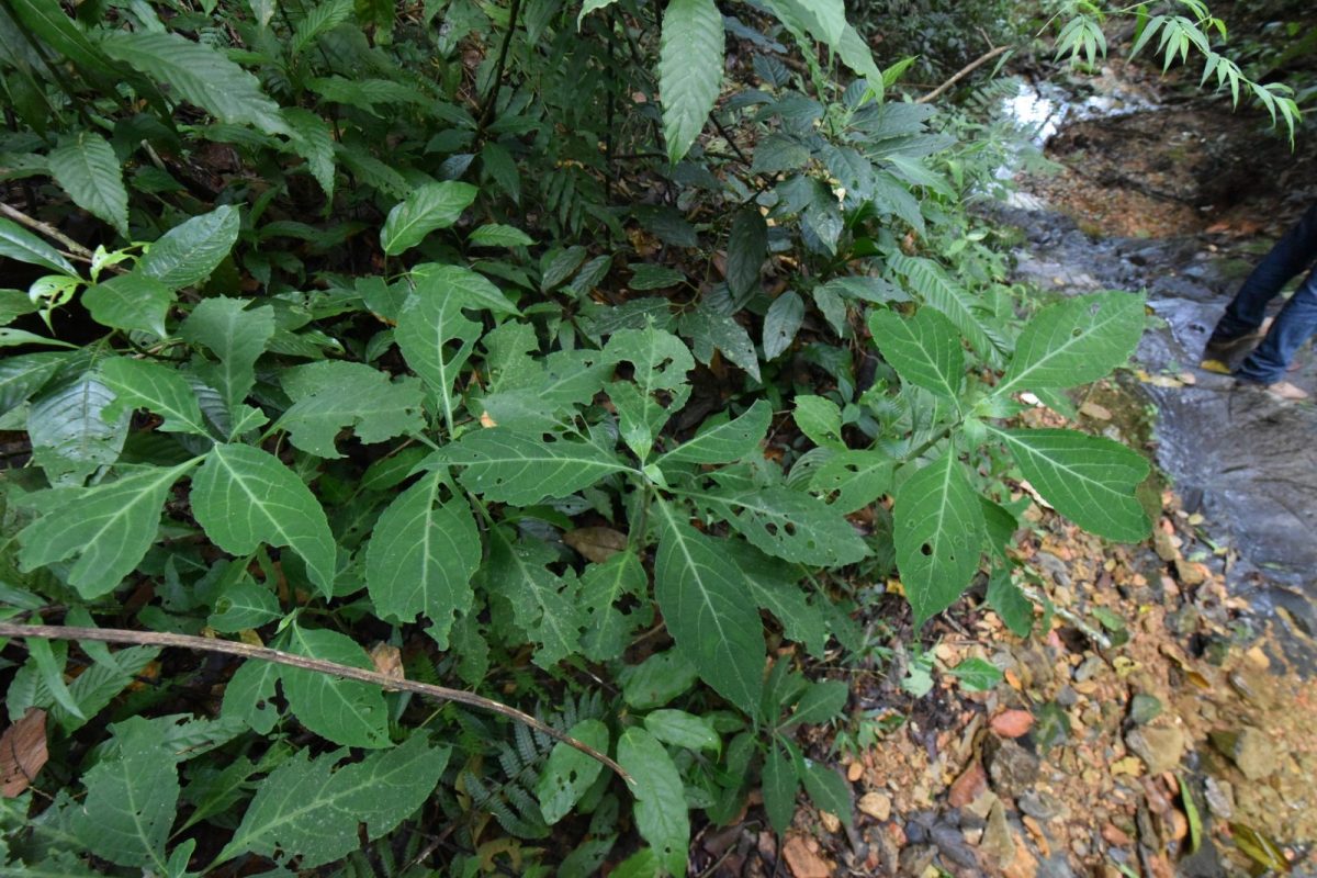 Planta de Salvia divinorum creciendo en la naturaleza, con grandes hojas ovaladas de color verde y bordes dentados, junto a un arroyo en un bosque húmedo de México.