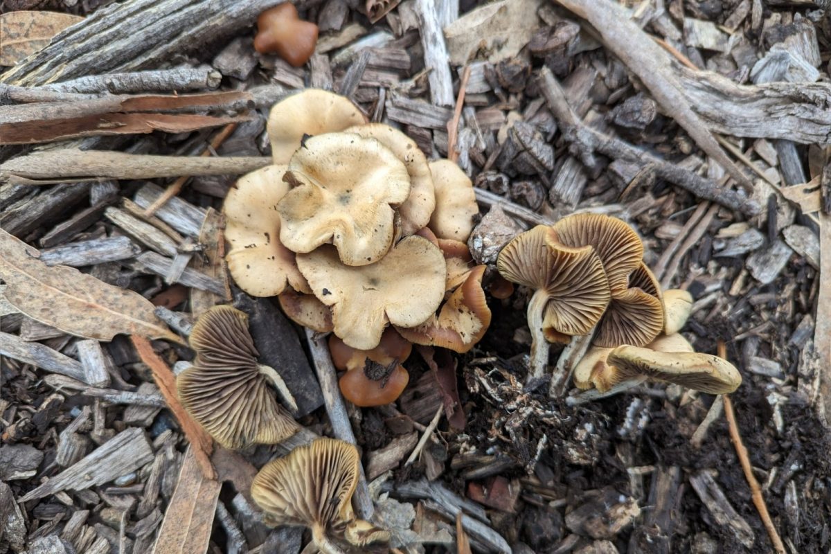 Grupo de setas silvestres Psilocybe cyanescens creciendo sobre astillas de madera