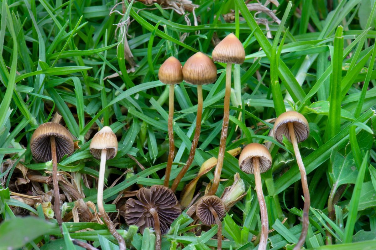 Grupo de setas Psilocybe mexicana creciendo entre la hierba, con sombreros cónicos de color pardo dorado y láminas oscuras, especie de la que se aisló por primera vez la psilocibina