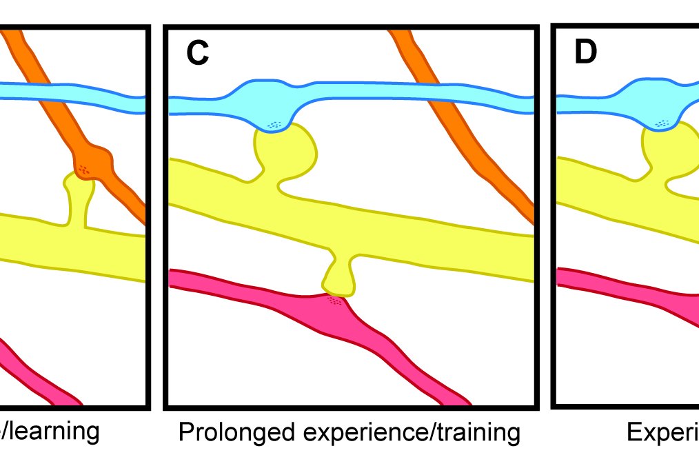 Ilustración esquemática en cinco paneles que muestra cómo las espinas dendríticas y las sinapsis entre un axón y una dendrita se forman y desaparecen en función de la experiencia y el aprendizaje (situación original, nueva experiencia, experiencia prolongada, experiencia retirada y reaprendizaje).