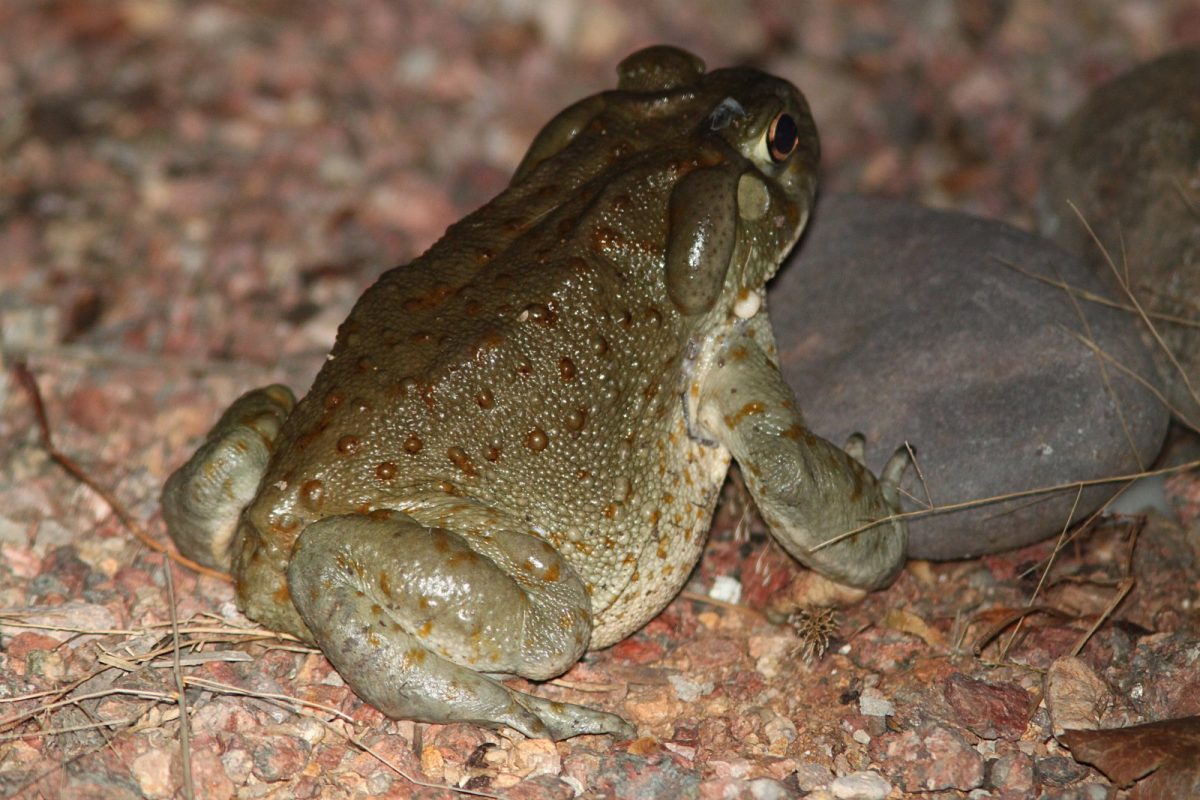 Sapo del desierto de Sonora (Bufo alvarius / Incilius alvarius) sobre grava, con la glándula parótida visible tras el ojo; es la fuente natural del 5-MeO-DMT