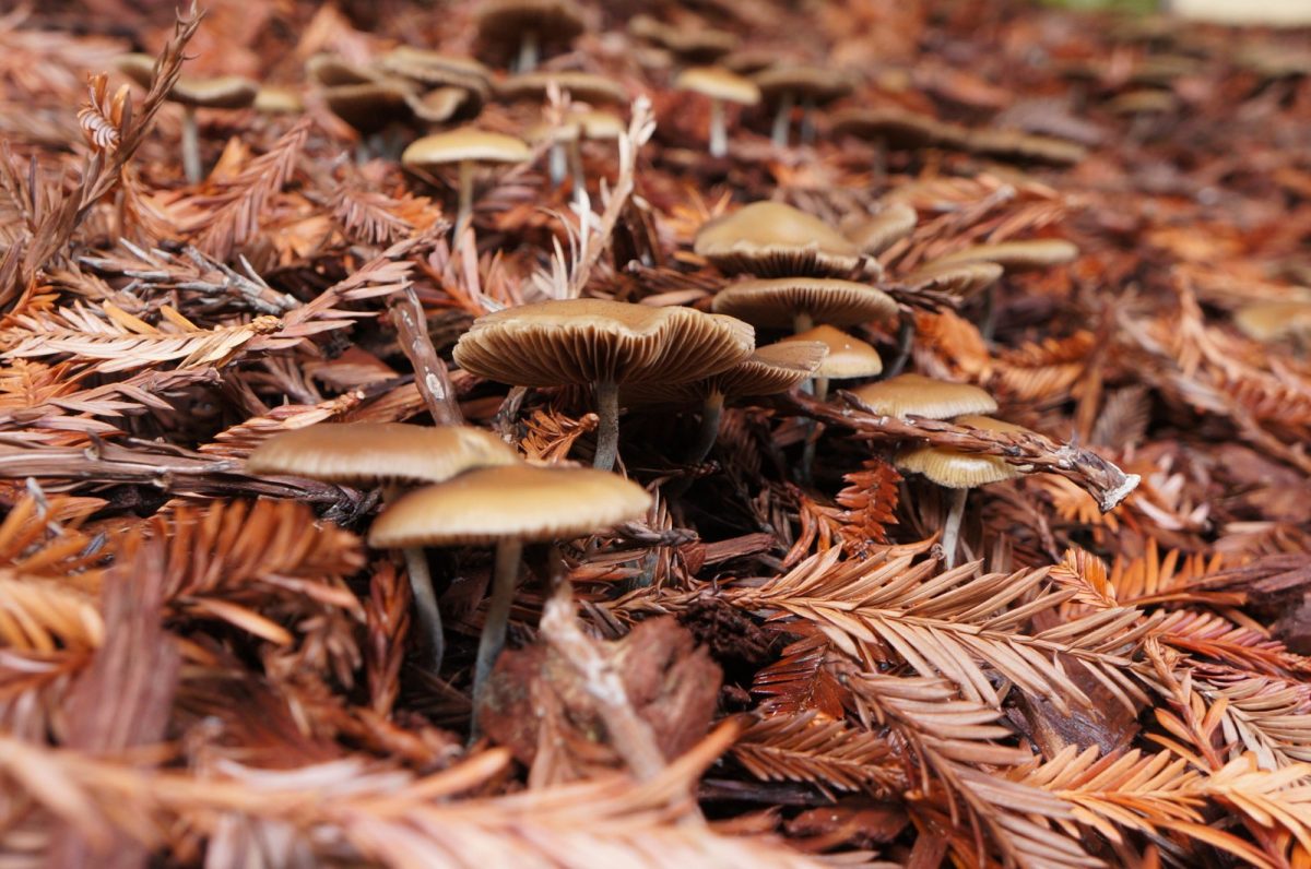Grupo de setas Psilocybe allenii creciendo entre agujas y hojarasca de coníferas en un bosque