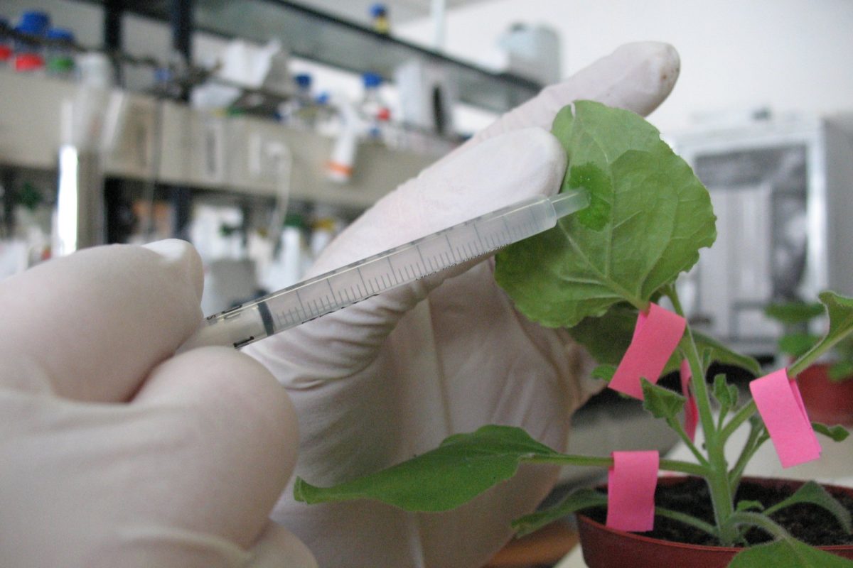 Mano de investigador con guante inyectando con una jeringa una hoja de Nicotiana benthamiana en un laboratorio.