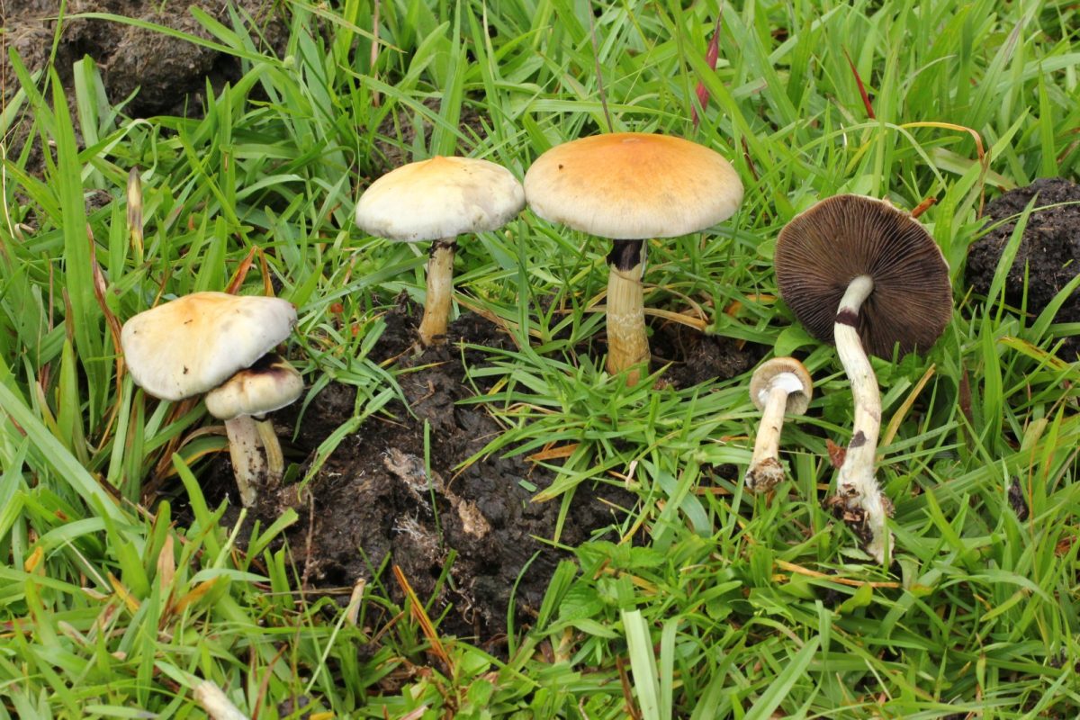 Ejemplares de Psilocybe cubensis creciendo de forma silvestre sobre un entorno natural de hierba