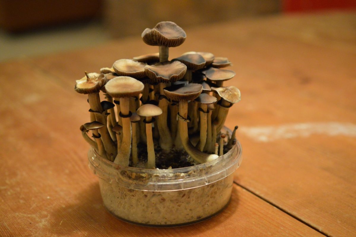 Racimo de setas de psilocibina cultivadas, con sombreros marrones y tallos pálidos