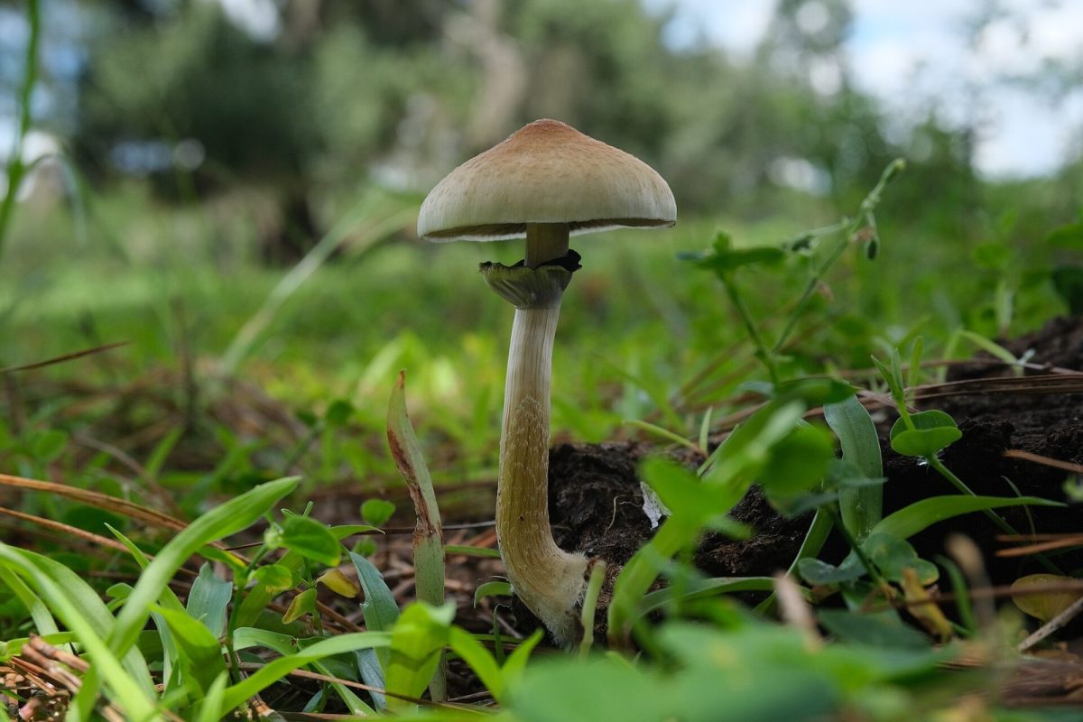 Seta de Psilocybe cubensis de sombrero color canela y pie curvado, creciendo entre hierba verde de un pastizal, con fondo vegetal desenfocado.