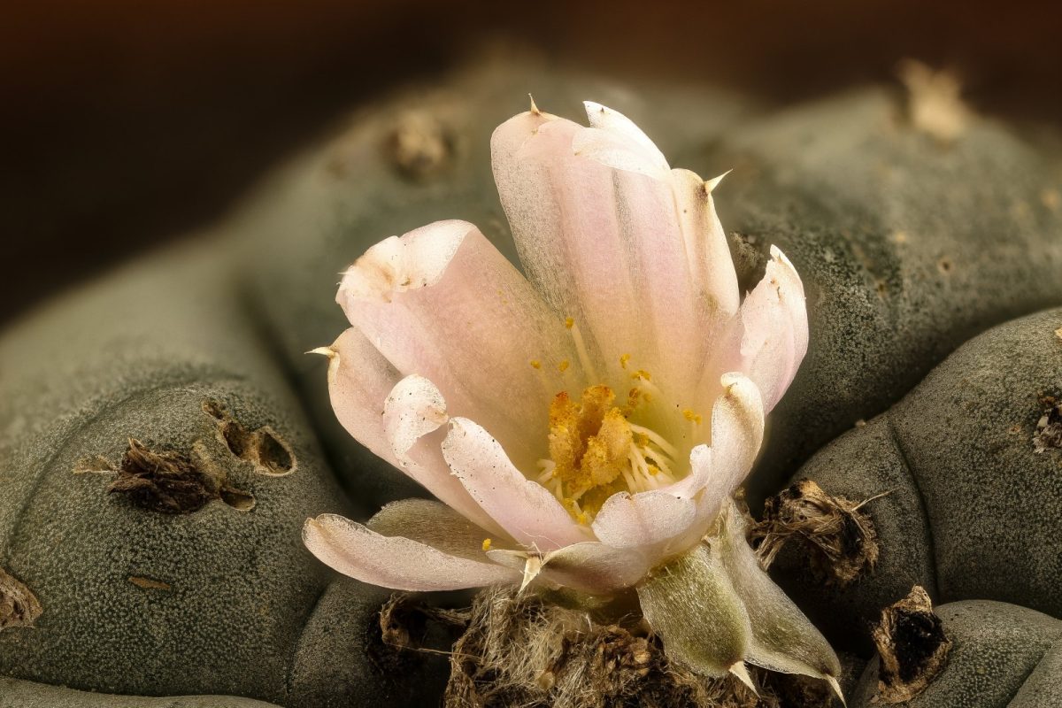 Flor rosada de un cactus de peyote, Lophophora williamsii, en primer plano