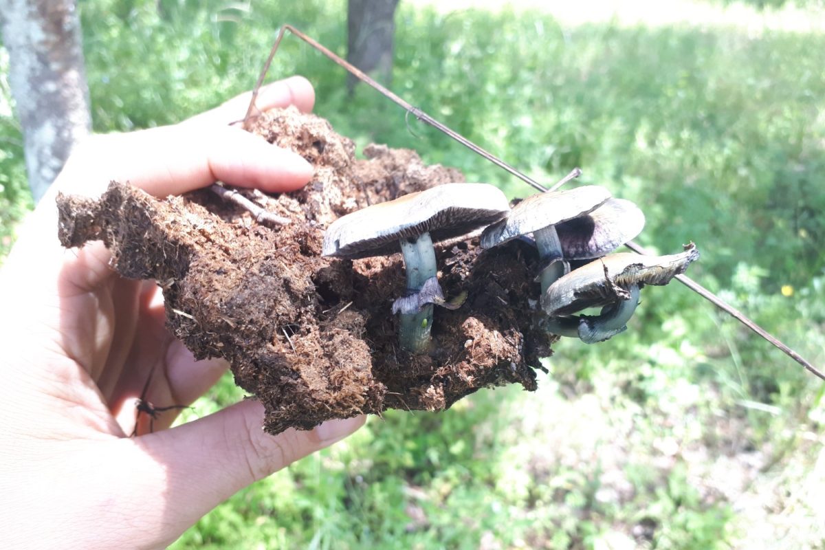 Varias setas Psilocybe cubensis con el estípite azulado creciendo sobre sustrato