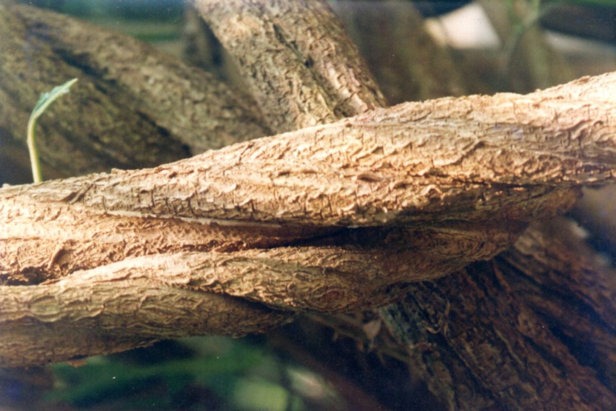 Primer plano del tallo leñoso y entrelazado de la liana de ayahuasca, Banisteriopsis caapi