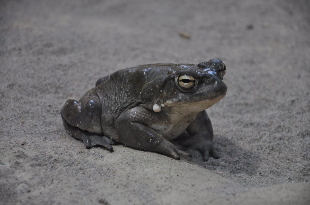 Sapo del desierto de Sonora (Incilius alvarius) sobre arena, con las glándulas parotoides visibles