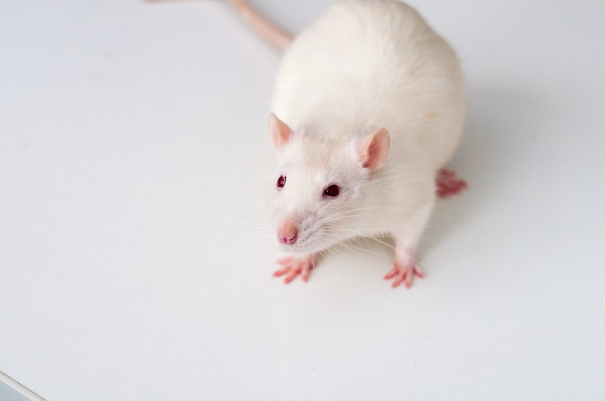 Rata blanca de laboratorio (Rattus norvegicus, cepa albina) sobre una superficie clara, en actitud tranquila