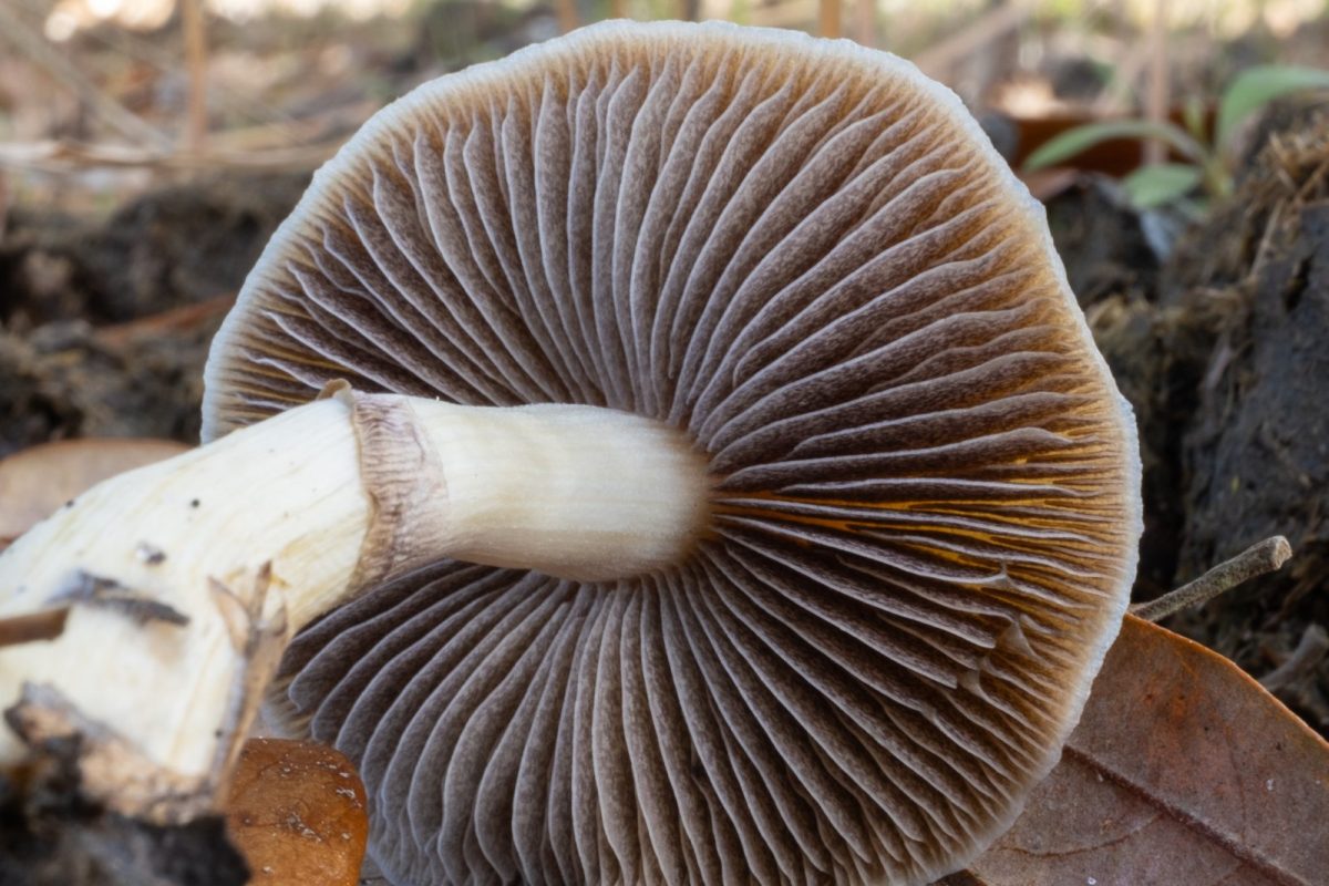 Ejemplar de Psilocybe cubensis visto desde abajo, con las láminas del sombrero al detalle