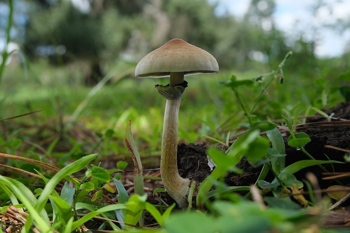 Seta de Psilocybe cubensis de sombrero marrón claro creciendo entre hierba verde