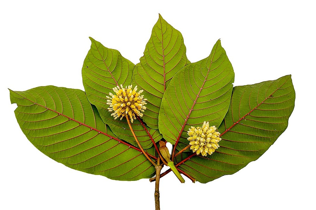 Hojas verdes de kratom con nervaduras rojizas y dos flores esféricas amarillas sobre fondo blanco