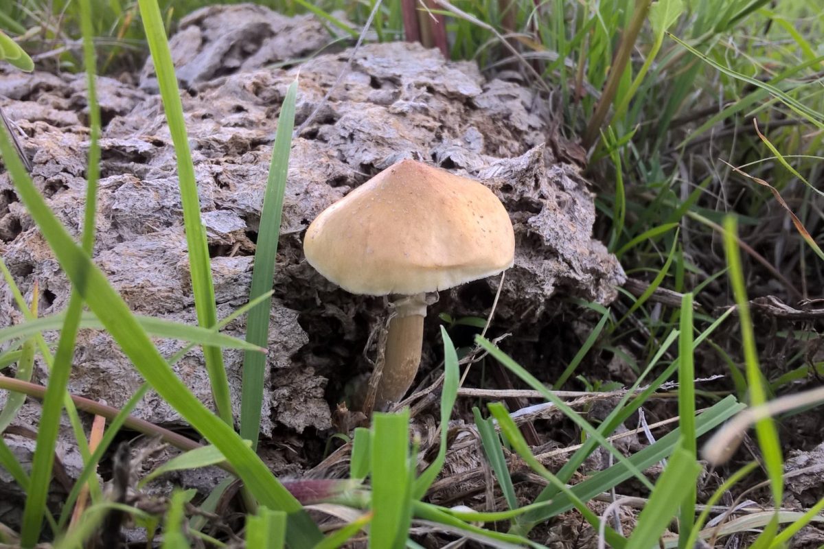 Seta Psilocybe cubensis de sombrero pardo claro creciendo entre la hierba en un entorno natural