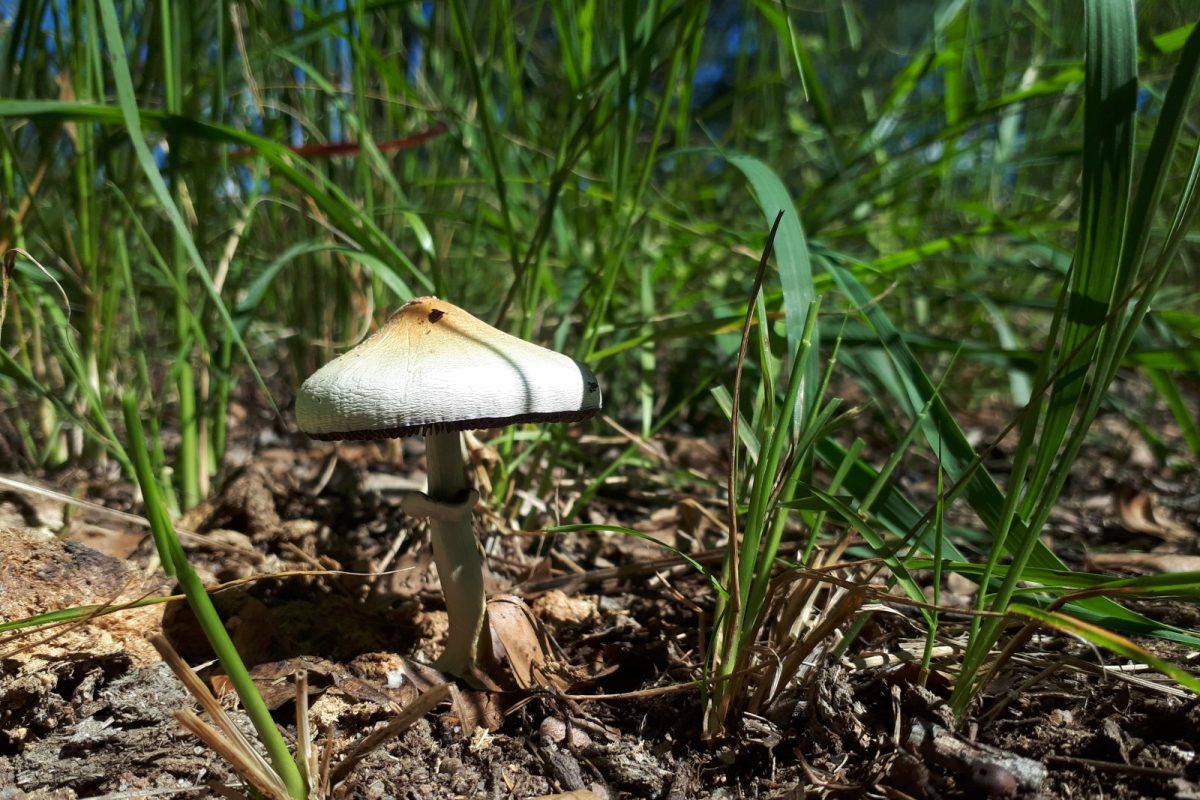 Ejemplar de Psilocybe cubensis, el hongo que contiene psilocibina, creciendo sobre tierra entre briznas de hierba.