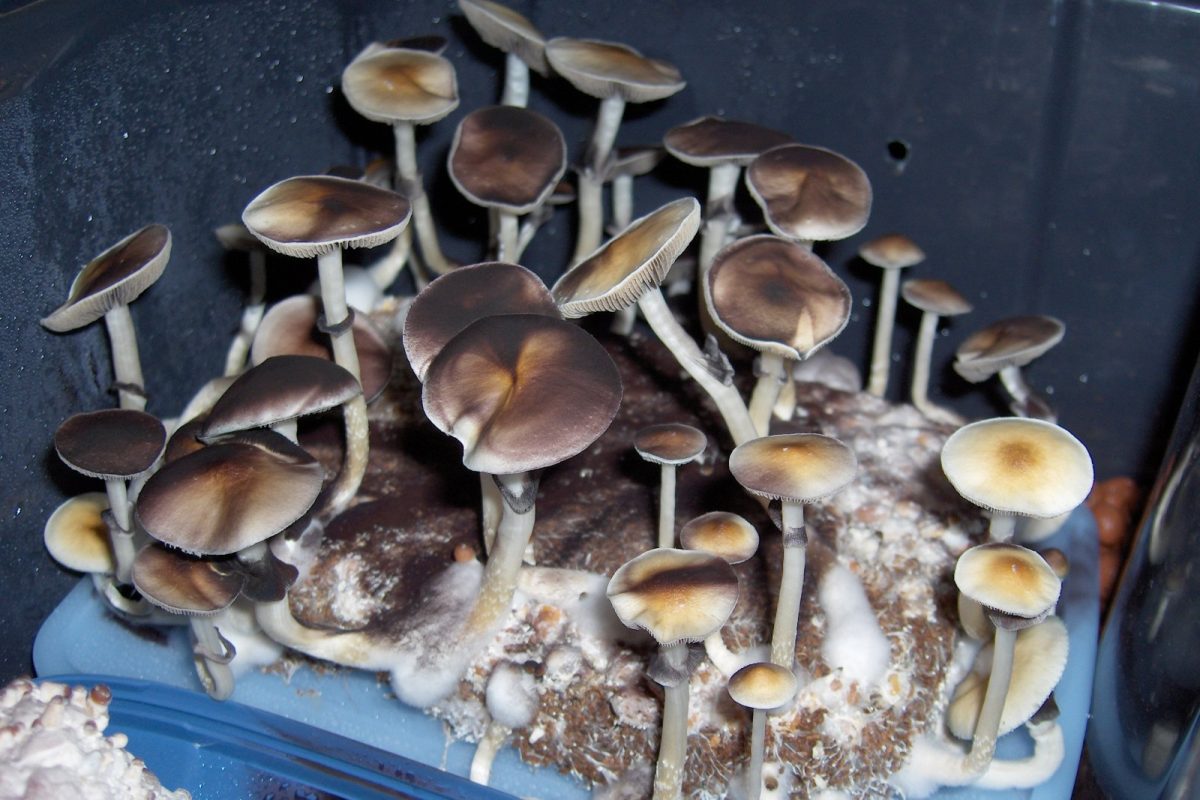 Grupo de setas Psilocybe cubensis creciendo en un sustrato dentro de un recipiente de cultivo de interior