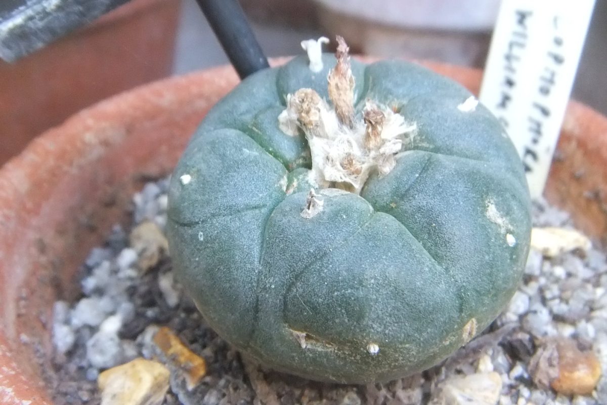 Cactus peyote de color verde grisáceo, con restos de flor en el ápice, cultivado en maceta de barro