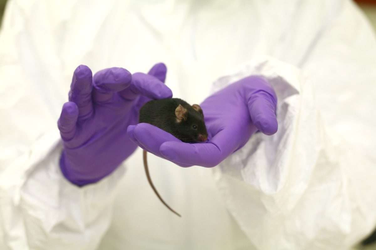 Ratón negro de laboratorio sostenido con cuidado por unas manos con guantes morados