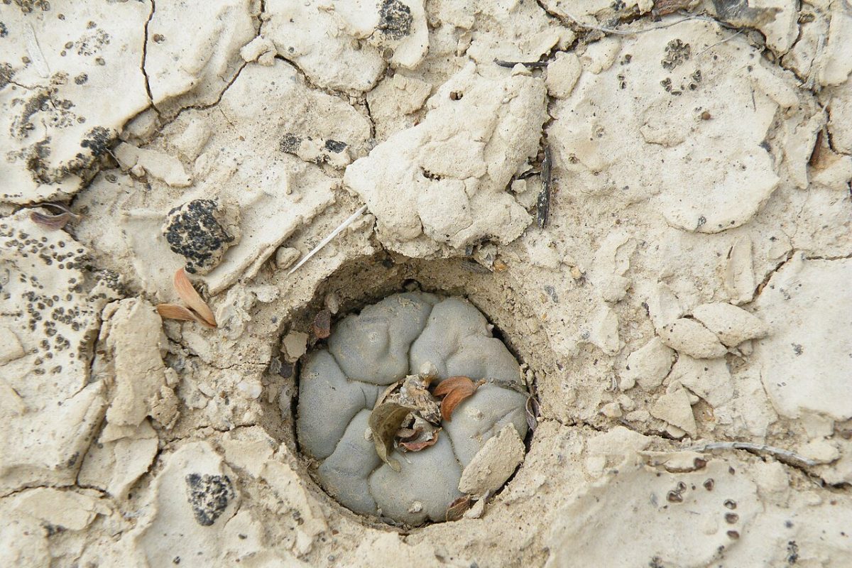 Pequeño cactus de peyote gris verdoso creciendo casi enterrado en suelo desértico agrietado