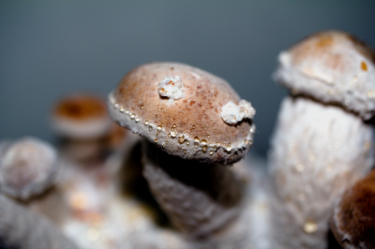 Primer plano de setas Psilocybe cubensis con gotas de agua sobre el sombrero