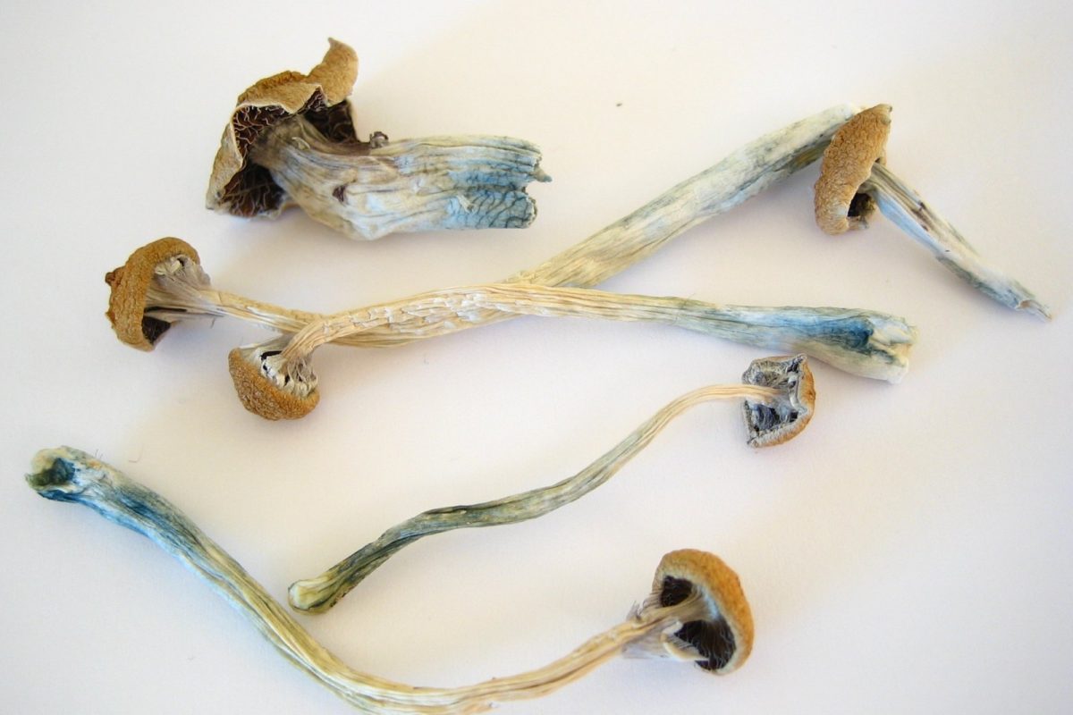 Varias setas Psilocybe cubensis secas dispuestas sobre un fondo blanco liso
