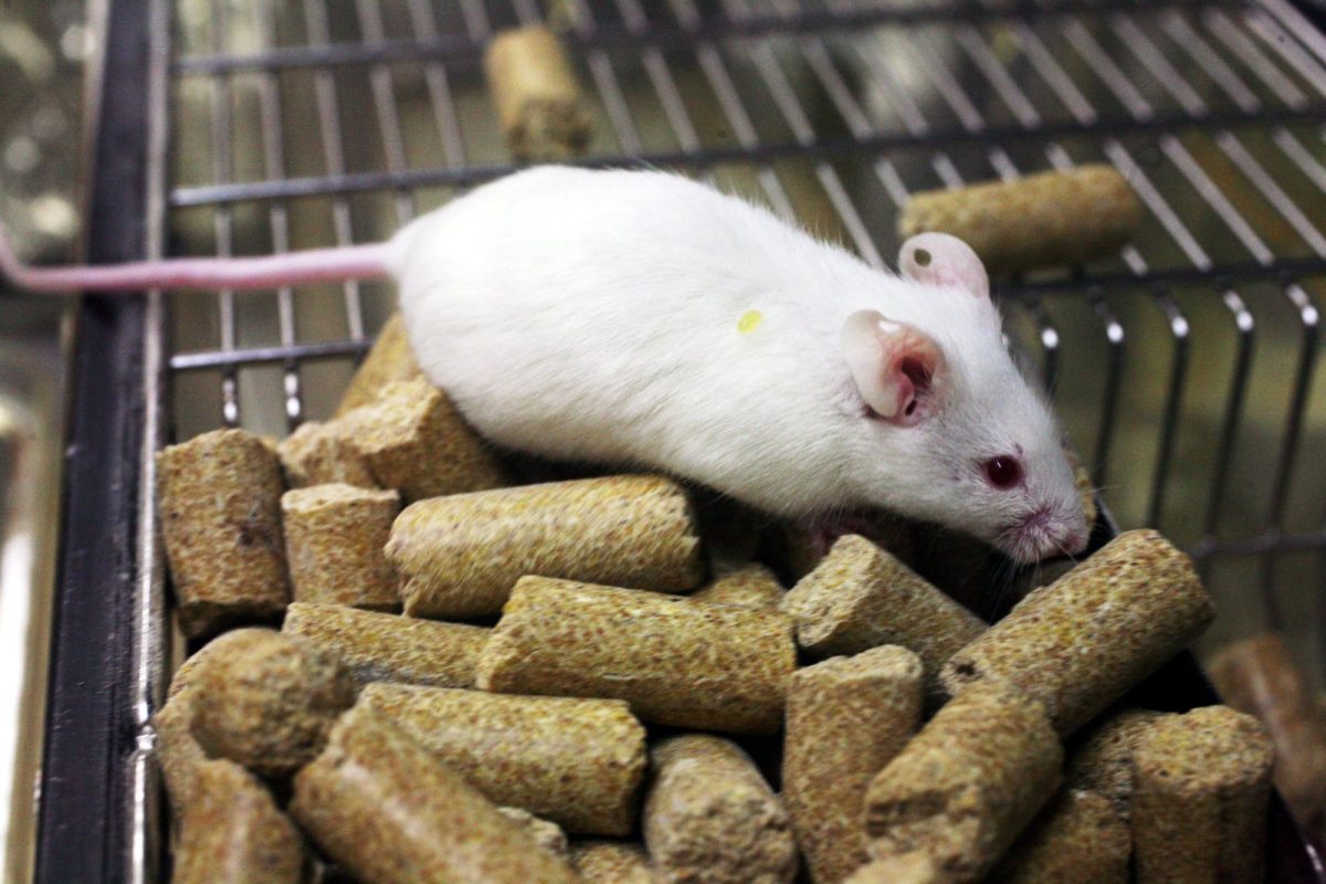 Ratón de laboratorio blanco con una marca amarilla en el lomo sobre pienso en su jaula